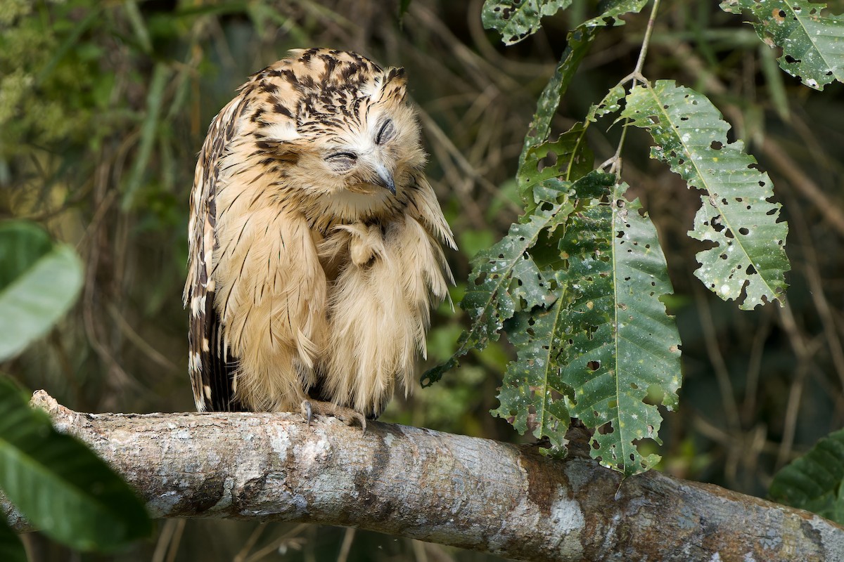 Buffy Fish-Owl - Sam Hambly