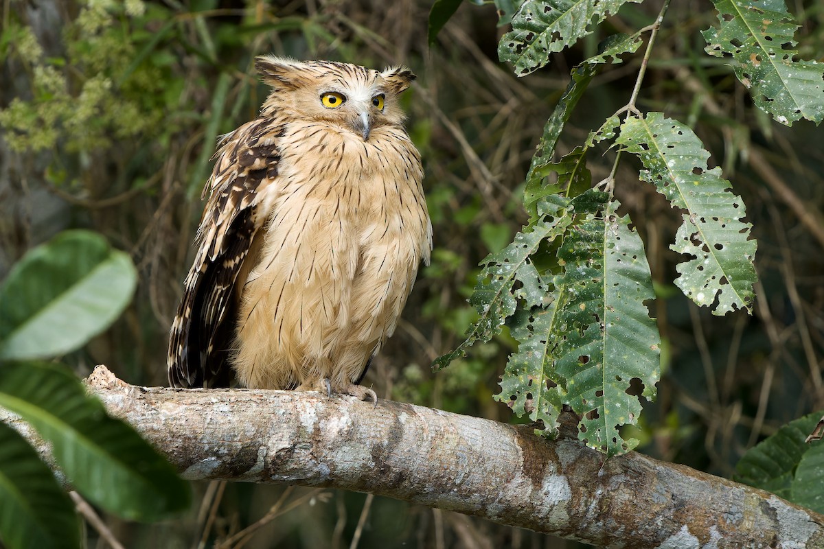 Buffy Fish-Owl - Sam Hambly