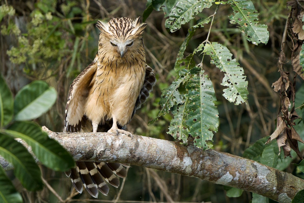 Buffy Fish-Owl - Sam Hambly