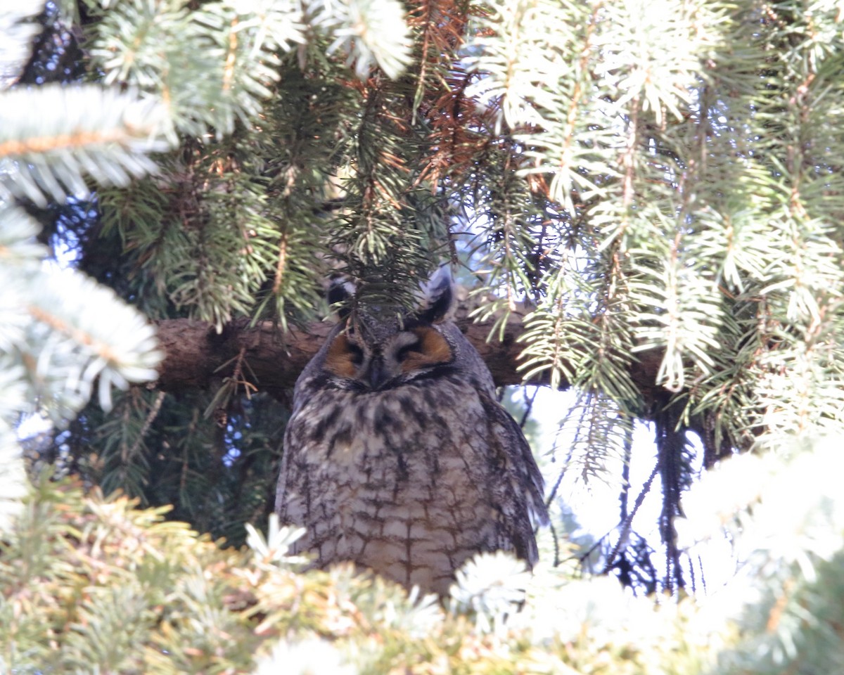 Long-eared Owl - ML612664386