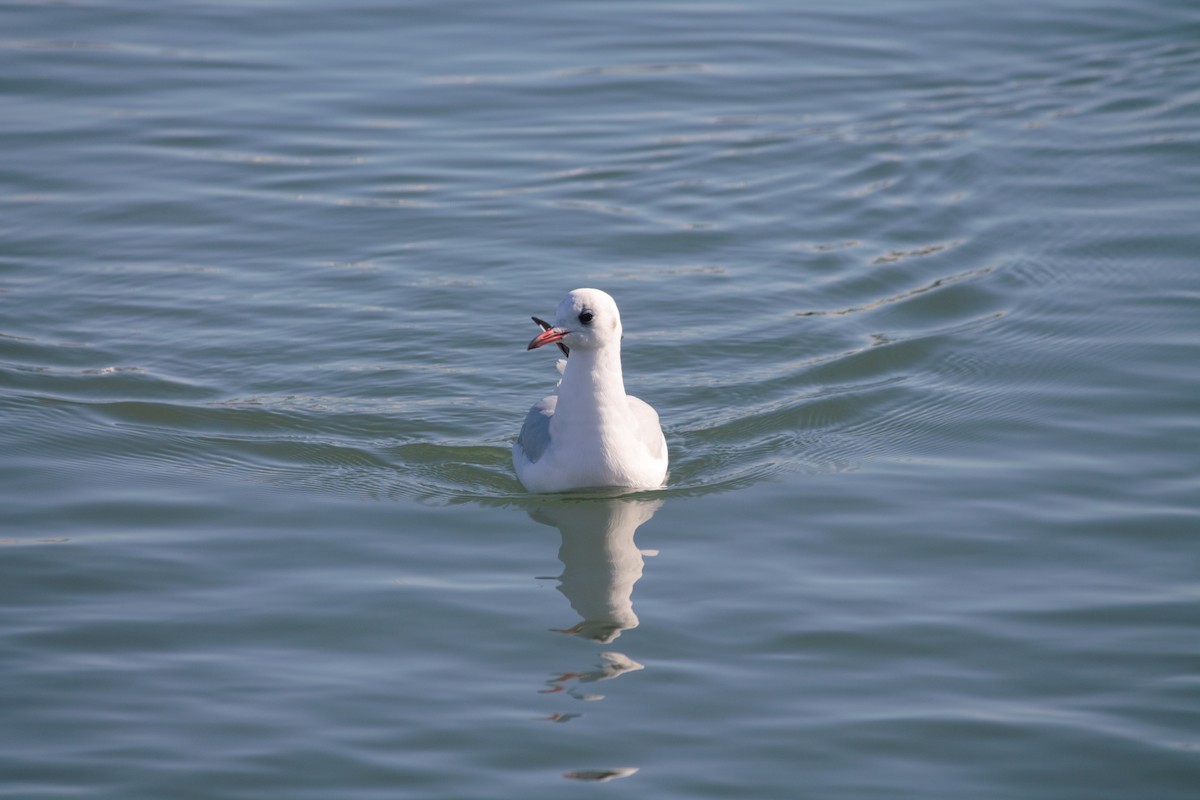 Mouette rieuse - ML612664396