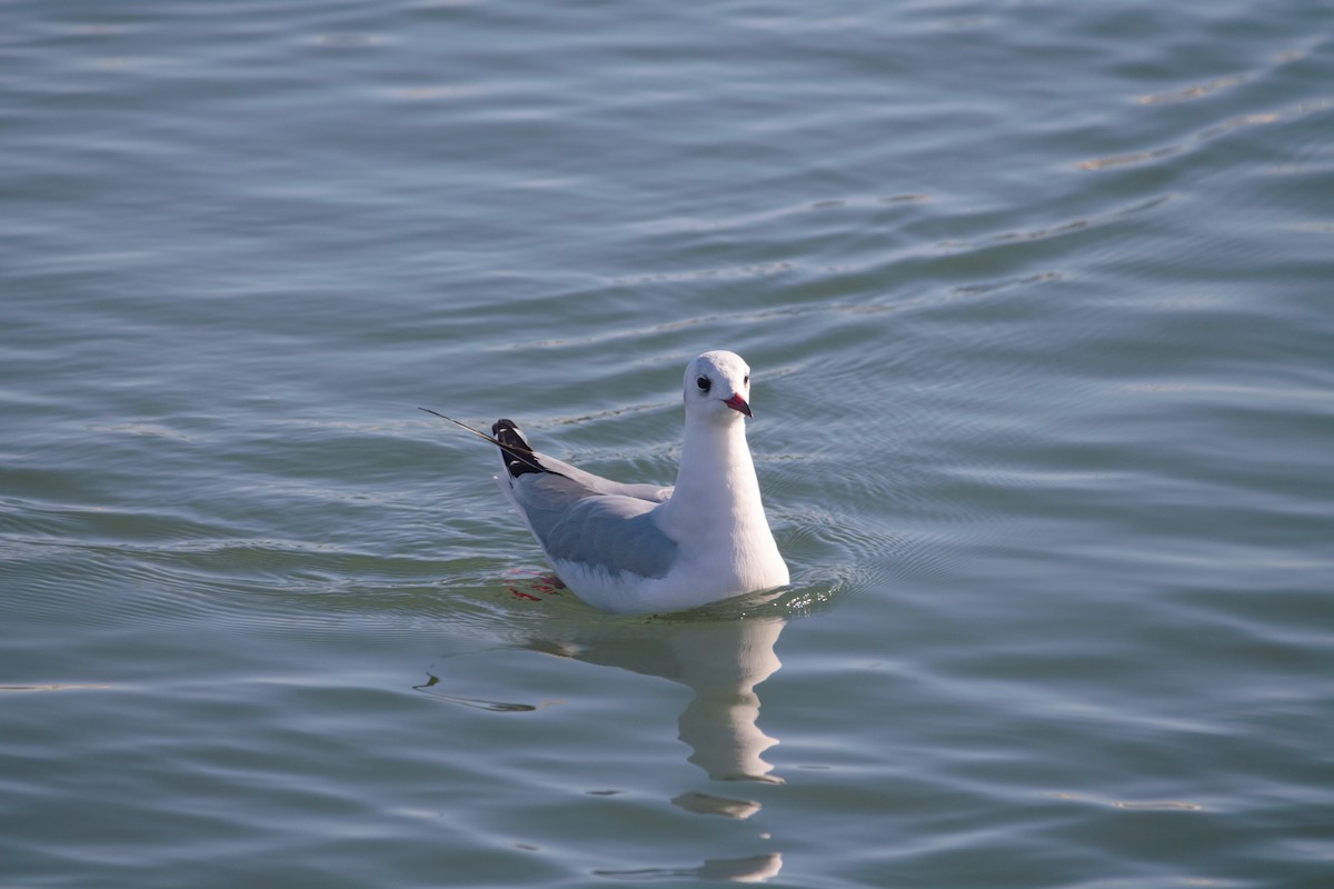 Black-headed Gull - ML612664397