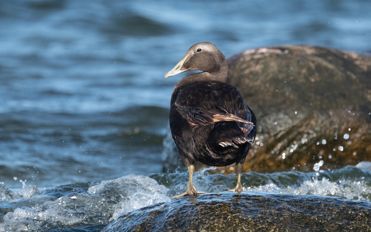 Common Eider - Emmanuel Naudot