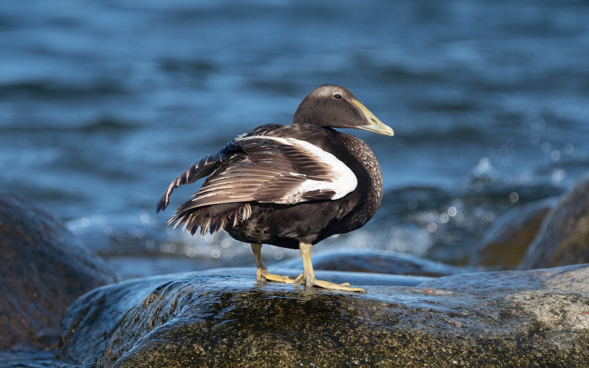 Common Eider - ML612664404