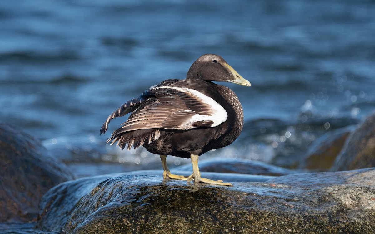 Common Eider - Emmanuel Naudot