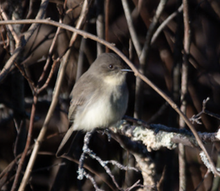 Eastern Phoebe - ML612664432