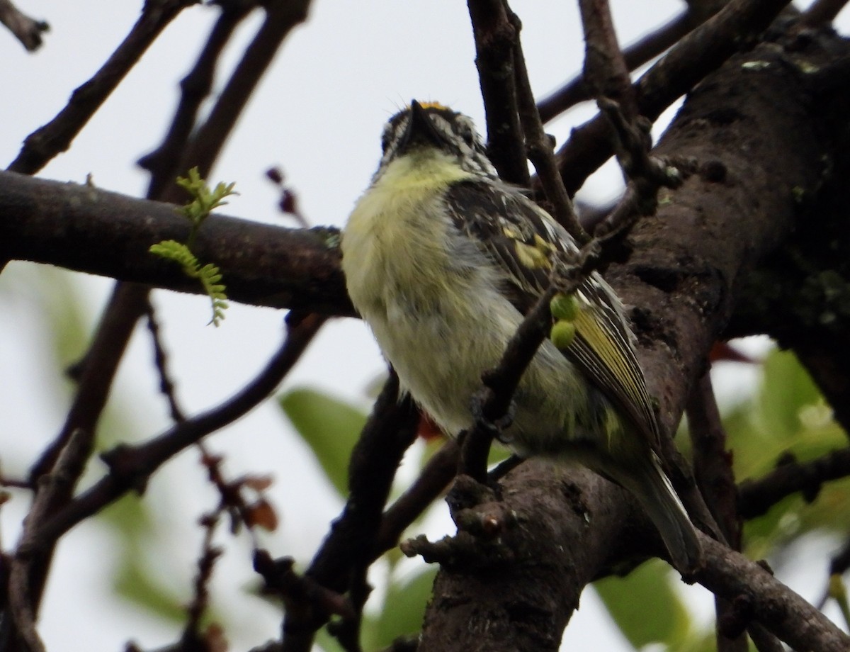 Yellow-fronted Tinkerbird - ML612664574