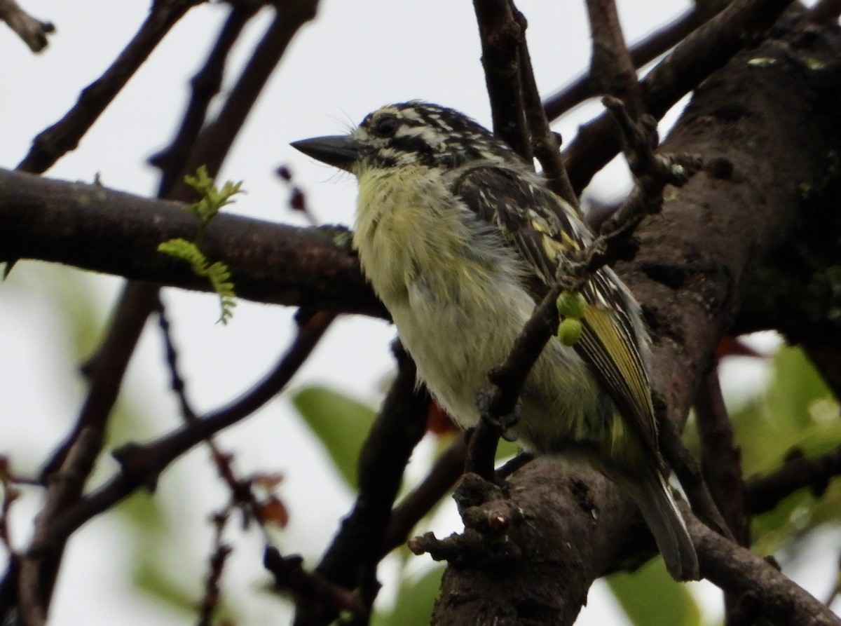 Yellow-fronted Tinkerbird - Gary Brent