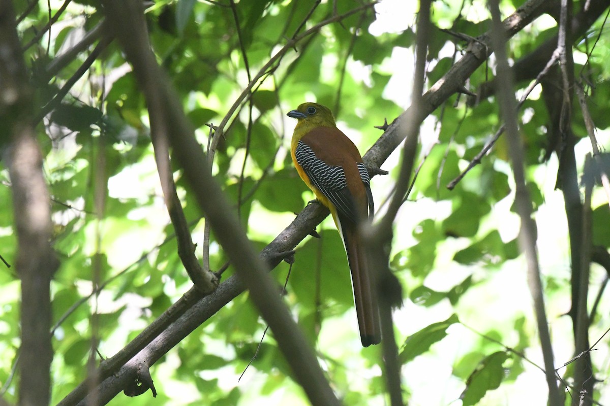 Orange-breasted Trogon - ML612664576