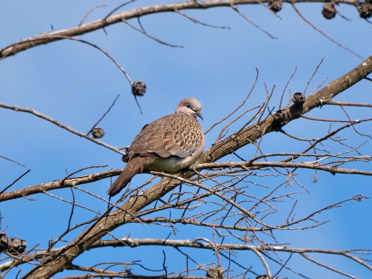 Spotted Dove - ML612664588