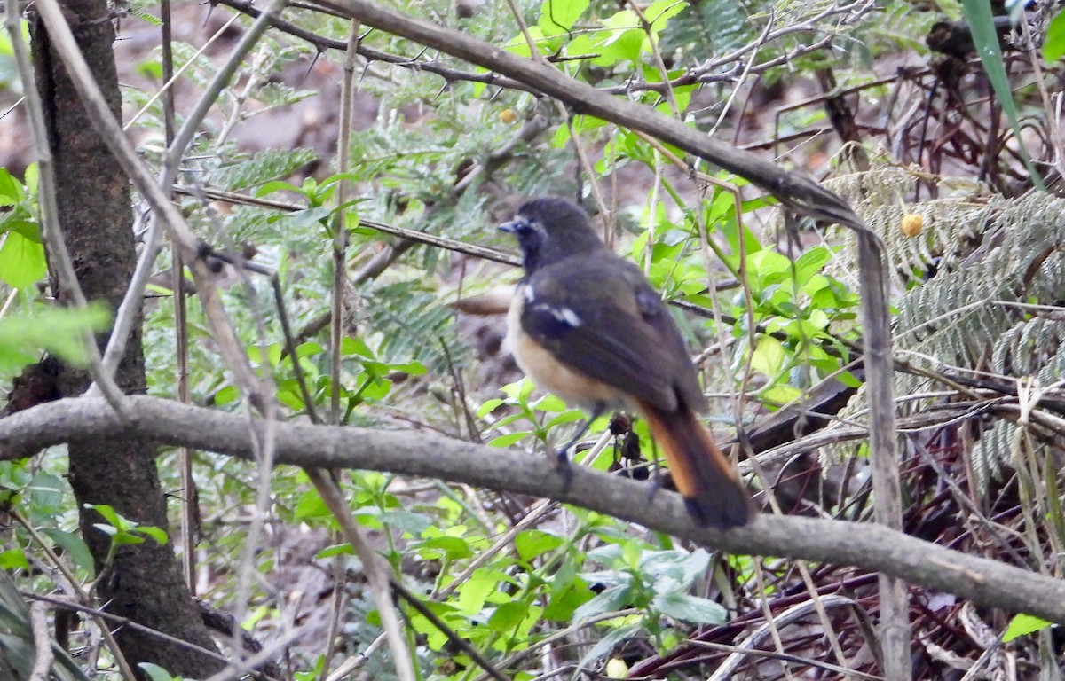 White-throated Robin-Chat - ML612664601