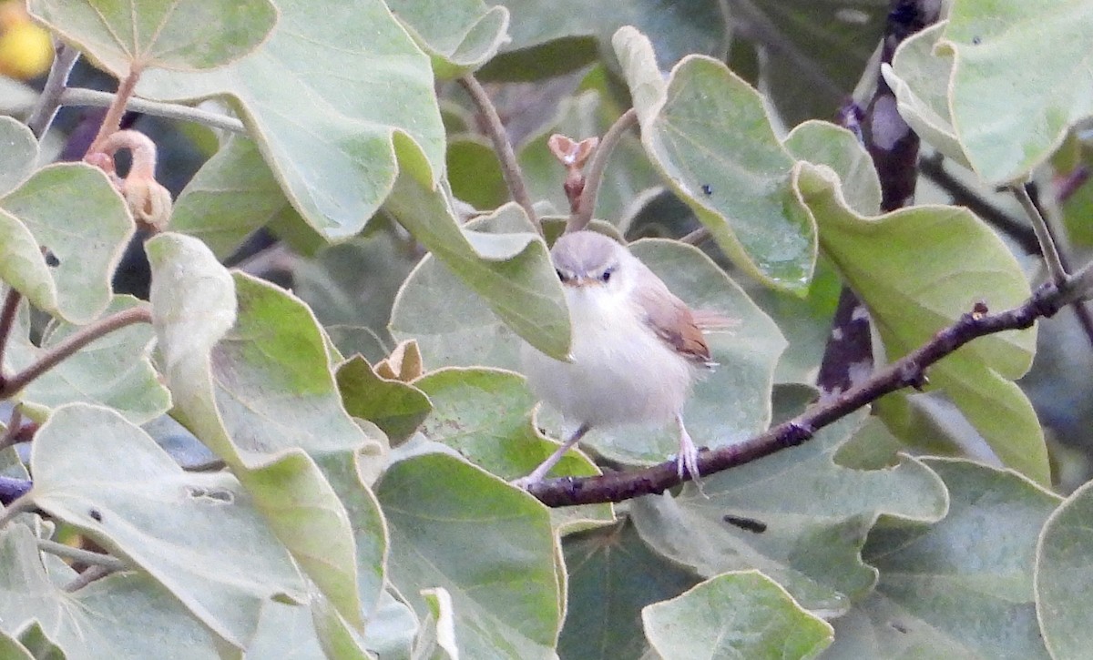 Tawny-flanked Prinia - ML612664604