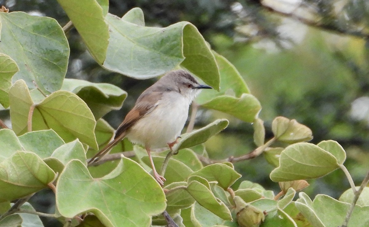 Tawny-flanked Prinia - ML612664605