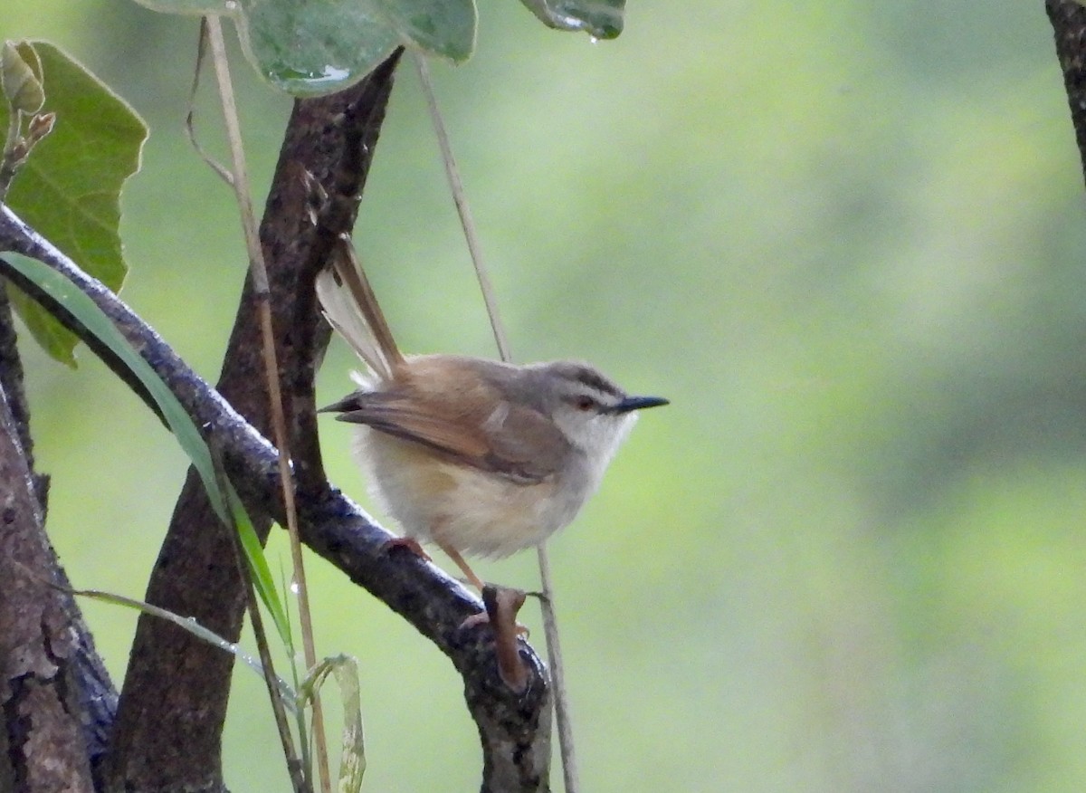 Tawny-flanked Prinia - ML612664607