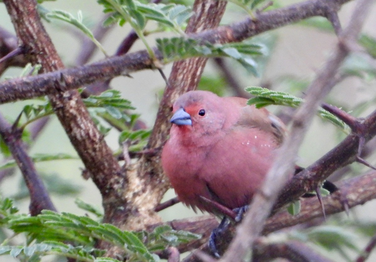 Jameson's Firefinch - ML612664621