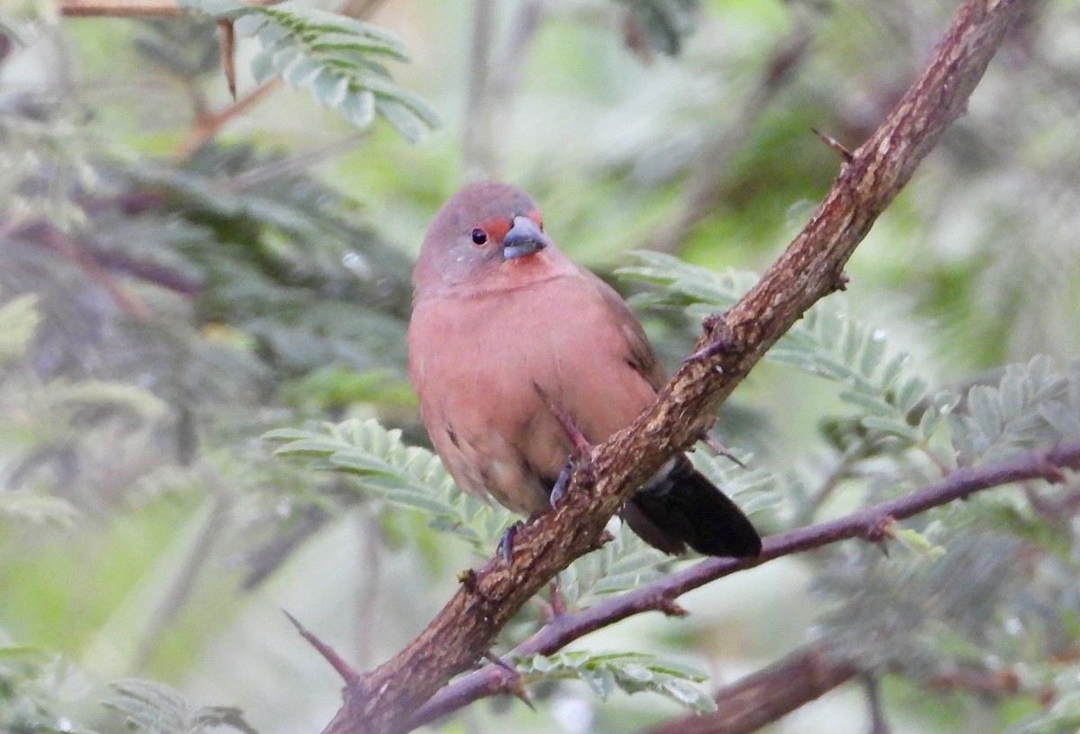 Jameson's Firefinch - ML612664622