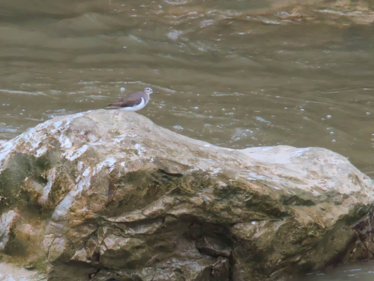 Common Sandpiper - ML612664685