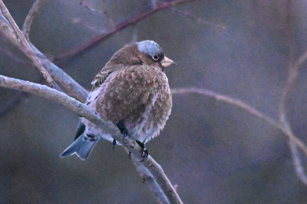 Gray-crowned Rosy-Finch - Laura Messett