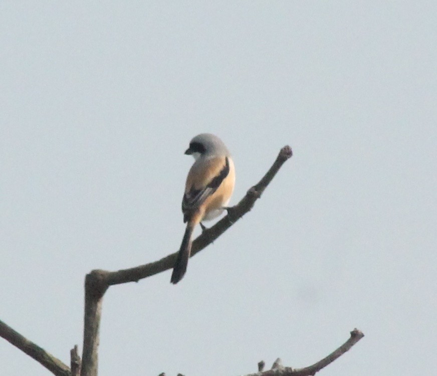 Long-tailed Shrike - Madhavi Babtiwale