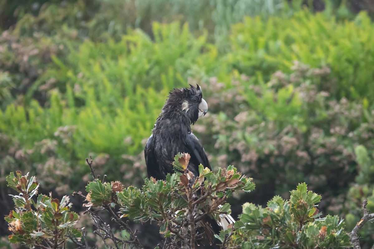 Carnaby's Black-Cockatoo - ML612664715