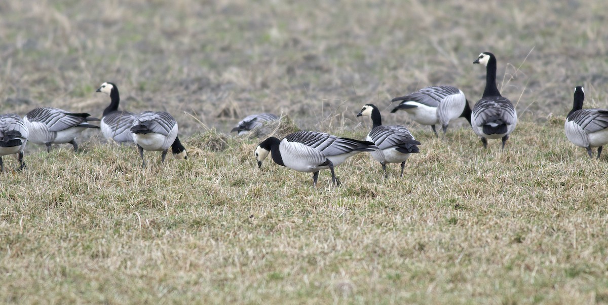 Barnacle Goose - ML612664728