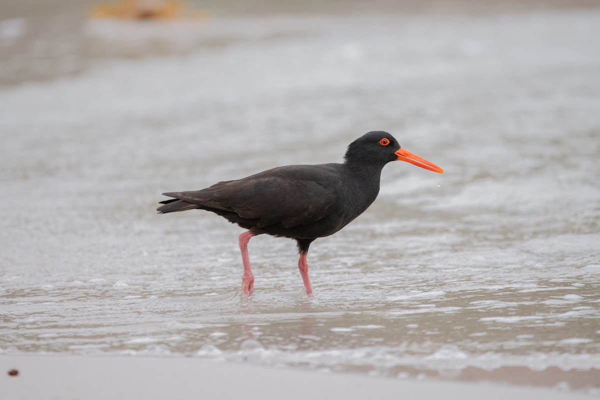 Sooty Oystercatcher - Mael Glon