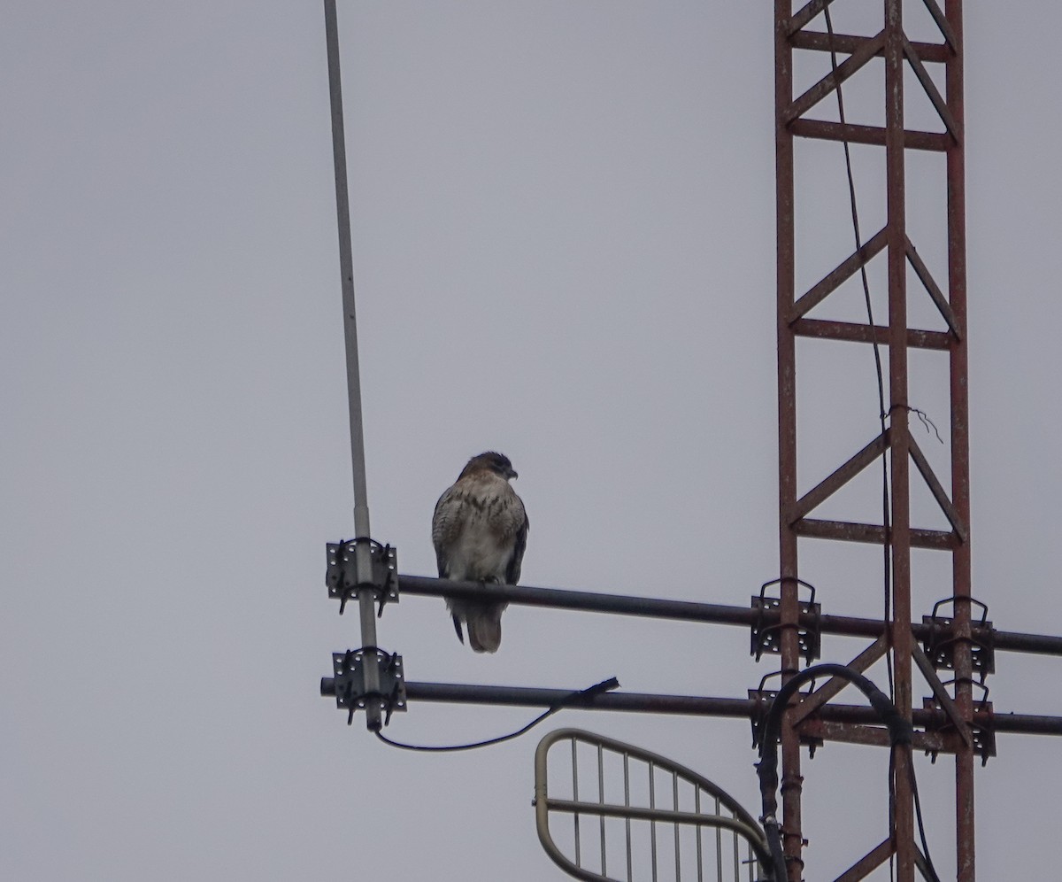 Red-tailed Hawk - ML612664793