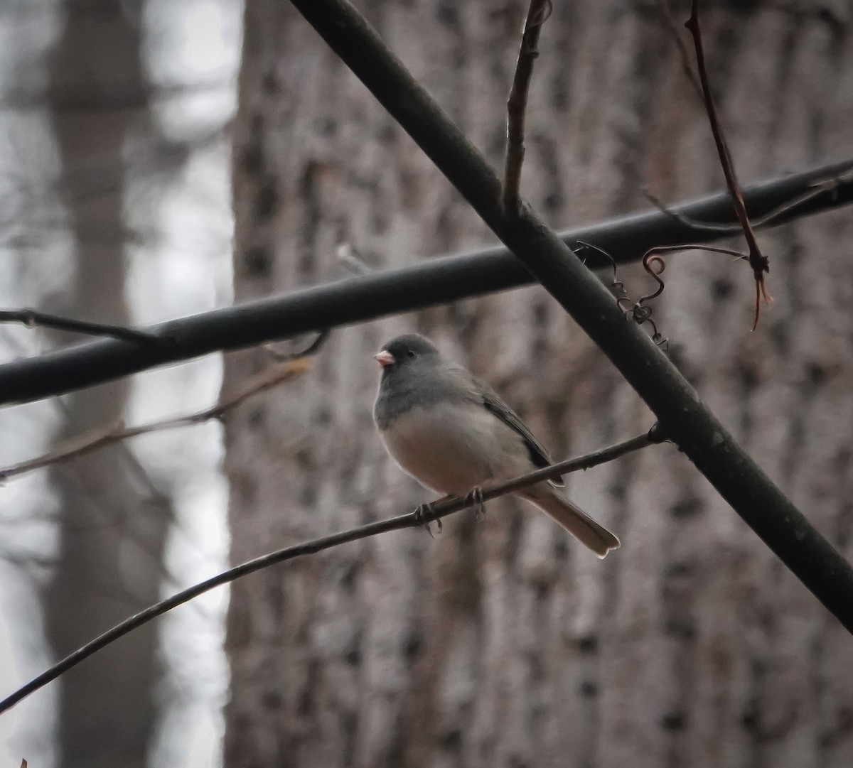 Dark-eyed Junco - ML612664803