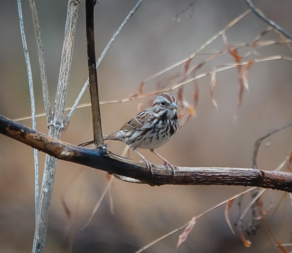 Song Sparrow - ML612664804