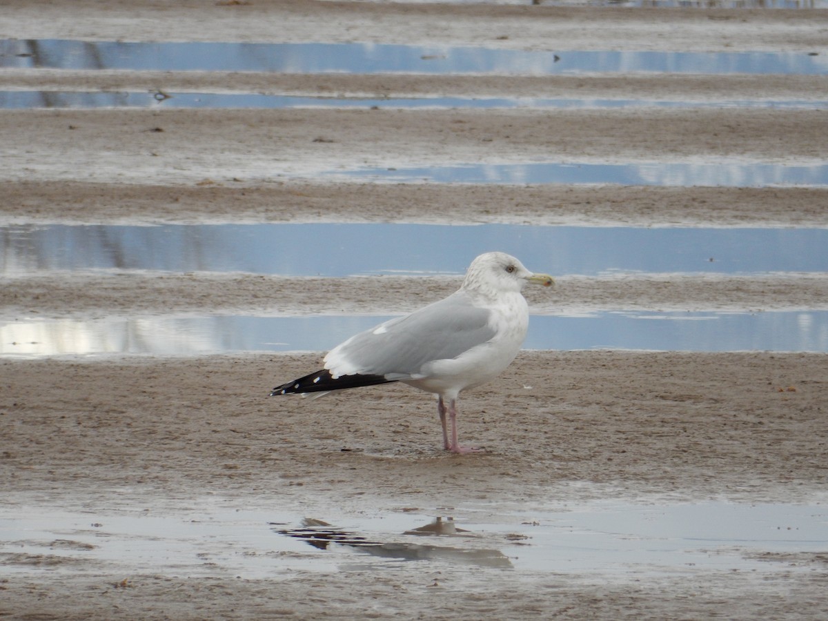 American Herring Gull - ML612664813