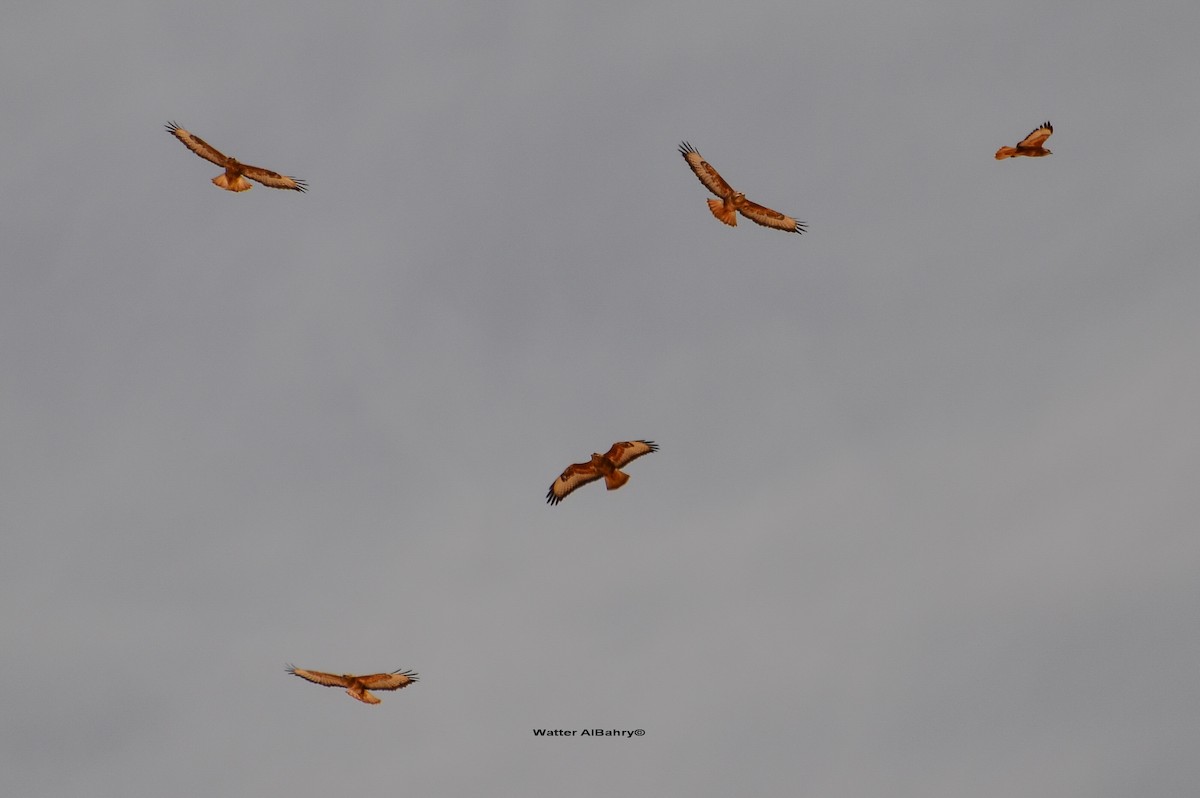káně lesní (ssp. vulpinus/menetriesi) - ML612664869
