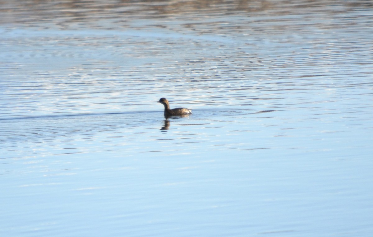 Pied-billed Grebe - ML612664968