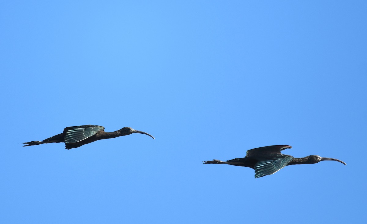 Glossy Ibis - ML612664972