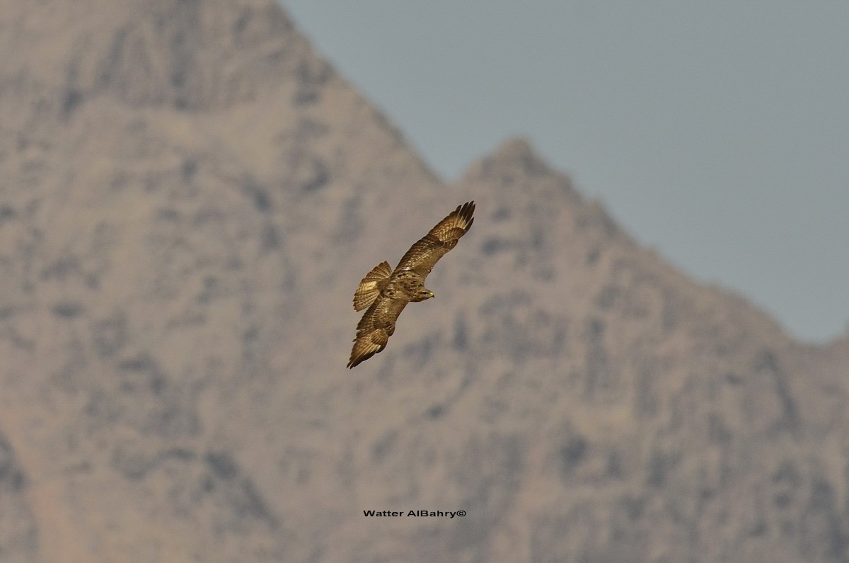 káně lesní (ssp. vulpinus/menetriesi) - ML612665019