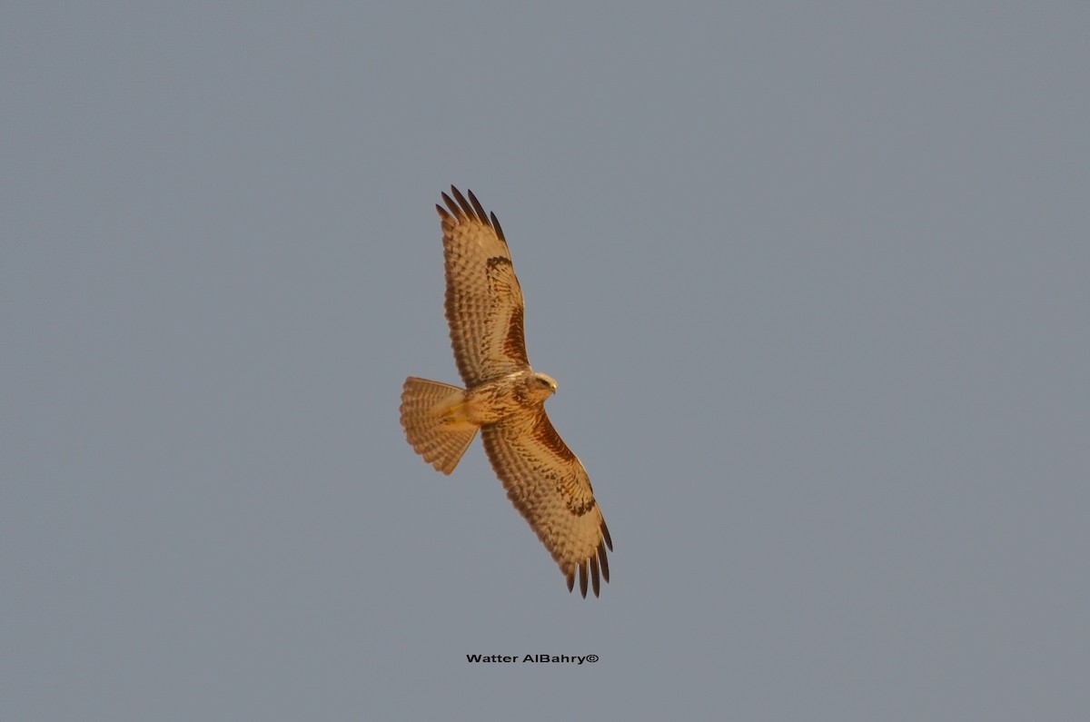 káně lesní (ssp. vulpinus/menetriesi) - ML612665020