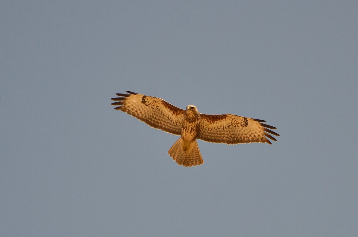 káně lesní (ssp. vulpinus/menetriesi) - ML612665021