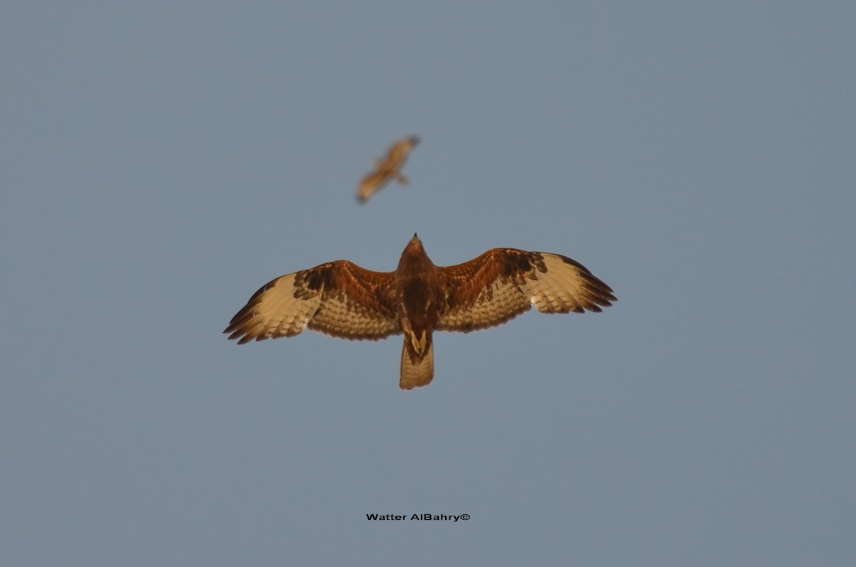 káně lesní (ssp. vulpinus/menetriesi) - ML612665022