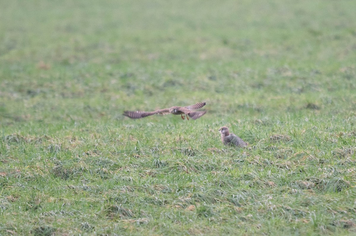 Eurasian Kestrel - ML612665031