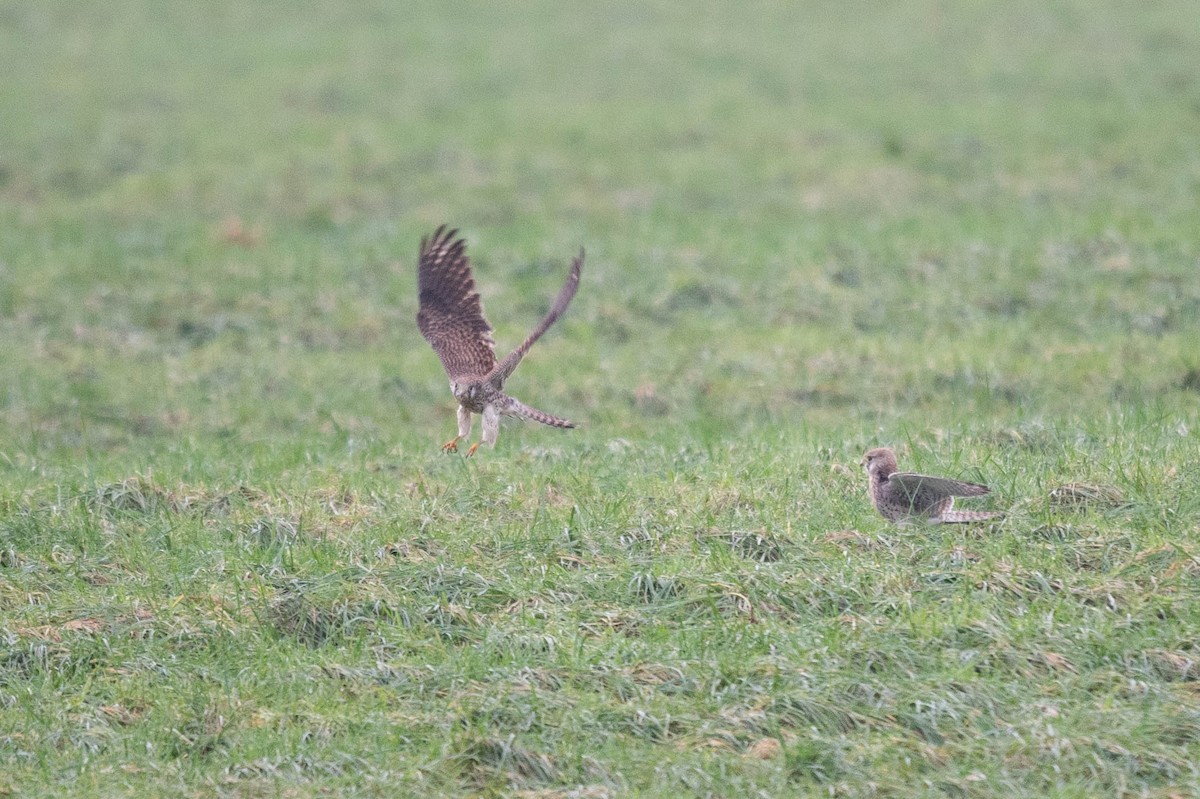 Eurasian Kestrel - ML612665033