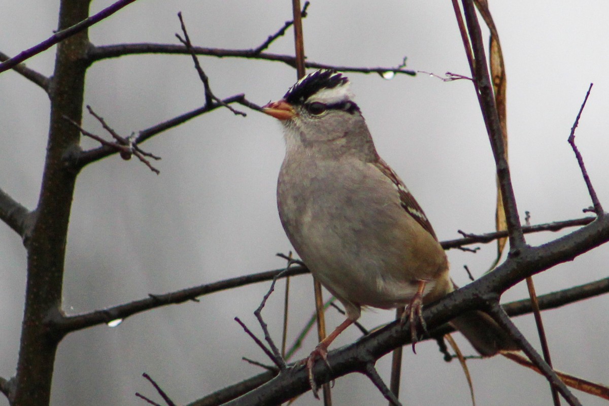 White-crowned Sparrow - Derrick  Ingle