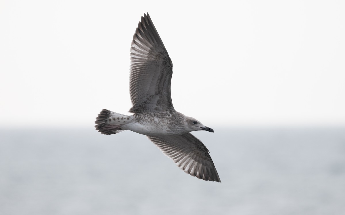 Caspian Gull - Emmanuel Naudot