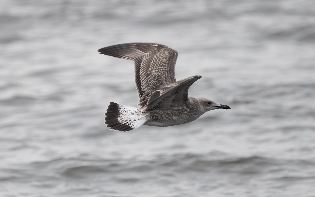 Caspian Gull - Emmanuel Naudot