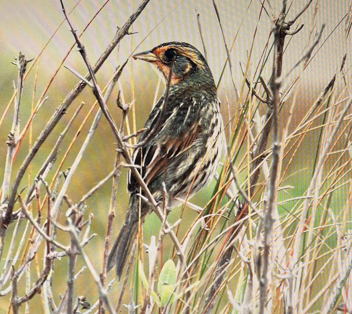 Saltmarsh Sparrow - ML612665091