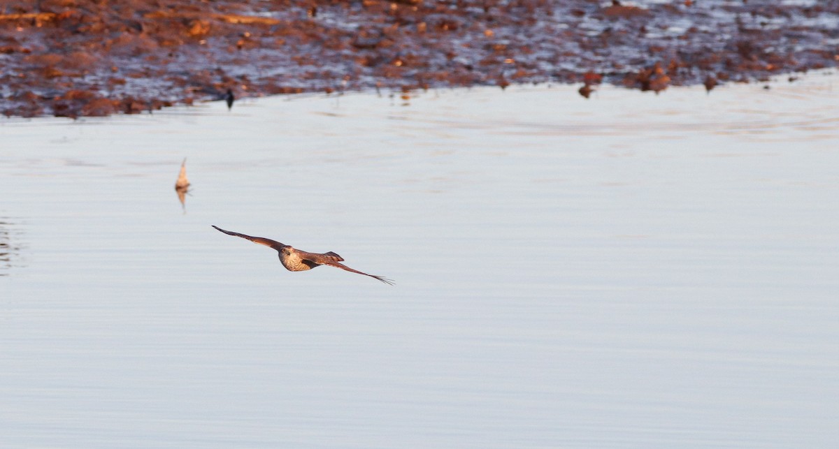 Eurasian Sparrowhawk - ML612665094