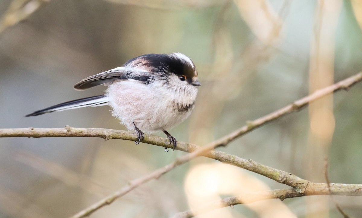 Long-tailed Tit - David Santamaría Urbano