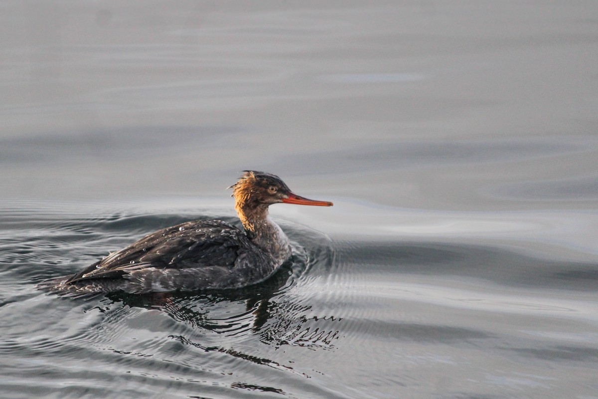 Red-breasted Merganser - ML612665162