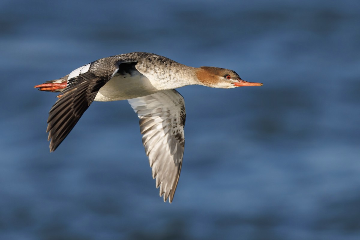 Red-breasted Merganser - ML612665182