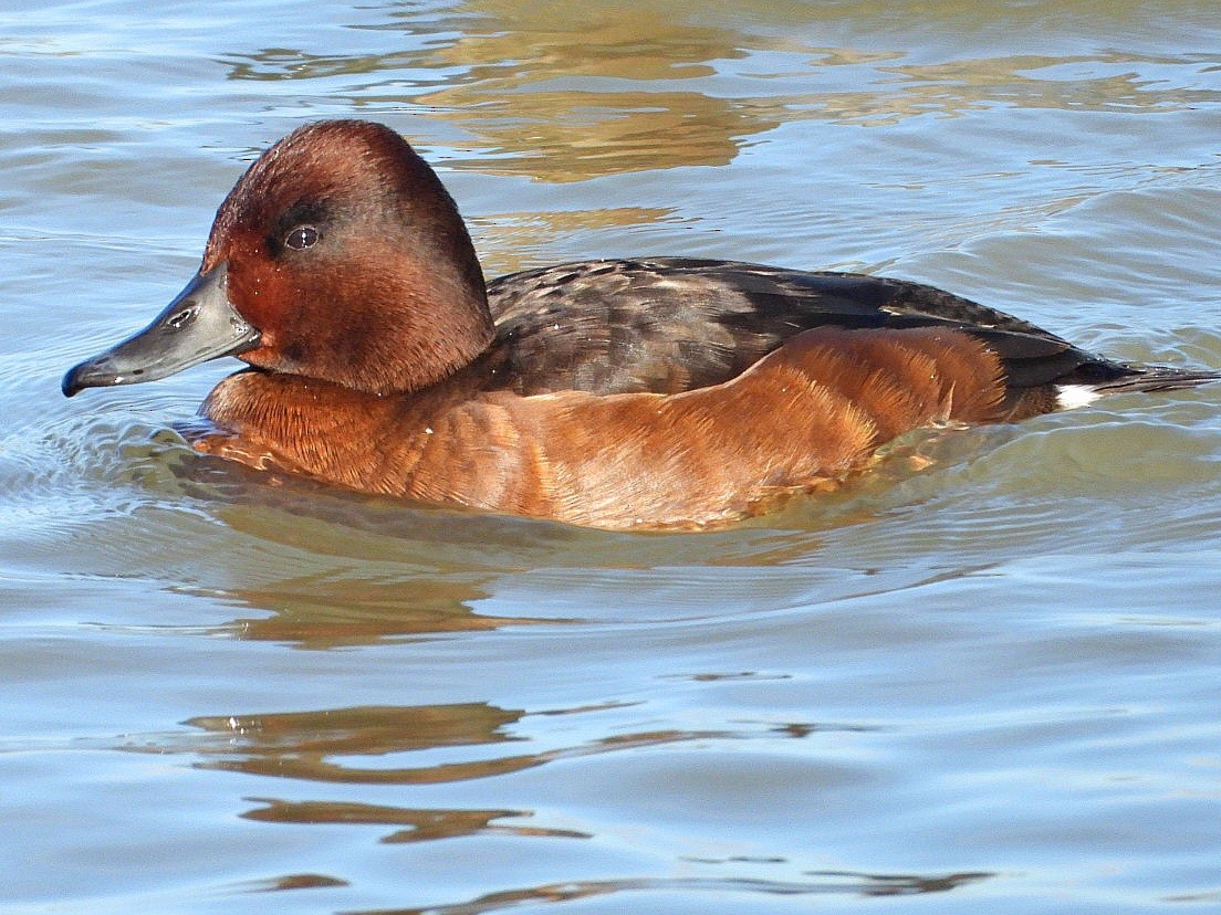 Ferruginous Duck - ML612665200