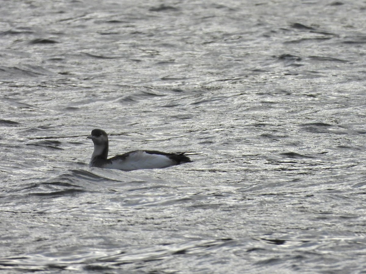 Arctic Loon - ML612665202