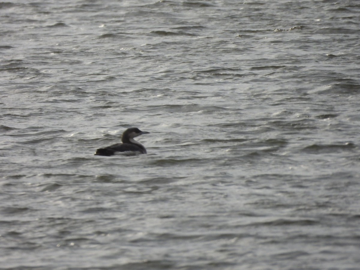 Arctic Loon - ML612665205